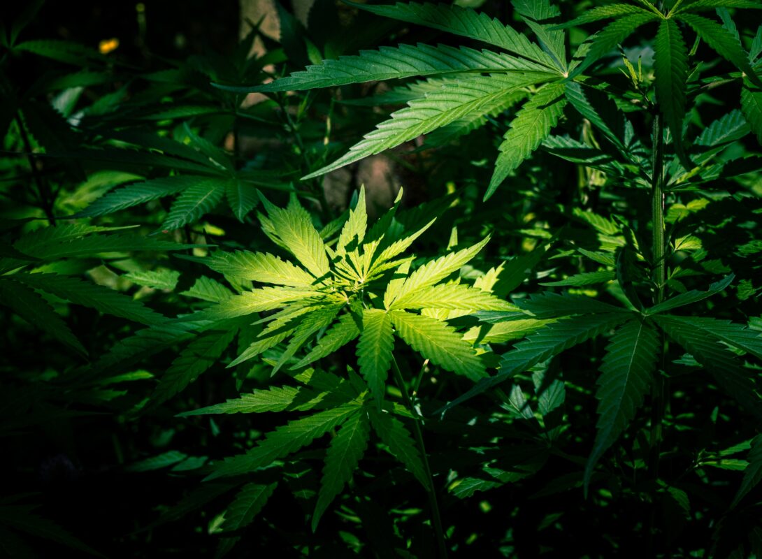 Cannabis