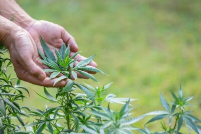 seedmasters grow cannabis